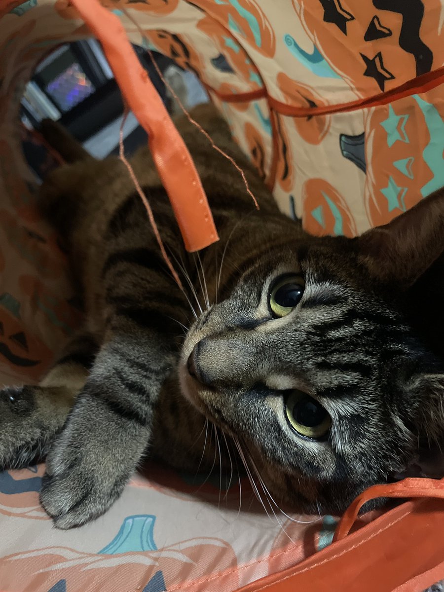 MaxEstes3's tweet photo. Hey…been a while, just been trying to get my cat to eat wet food. Hope this blessed someone’s timeline :) https://t.co/YBokboi05M