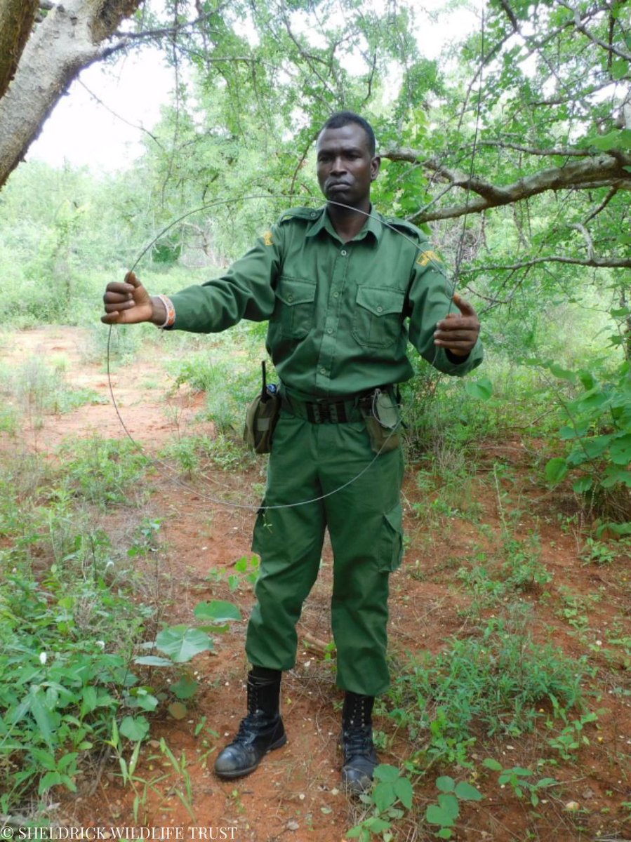 SheldrickTrust's tweet photo. December was another challenging month for conservation, but our SWT/KWS Anti-Poaching Teams remained vigilant. Alongside tackling poaching, they dismantled 25 charcoal kilns and 3 charcoal camps, preventing further destruction of Kenya’s forests.

With 1,262 snares lifted, 100kg of elephant ivory recovered, and 41 arrests made, our teams are on the frontline, stopping illegal activities before they escalate. Every effort ensures Kenya’s wildlife and habitats remain protected for future generations.

Find out more: https://t.co/5okZGHeyl6