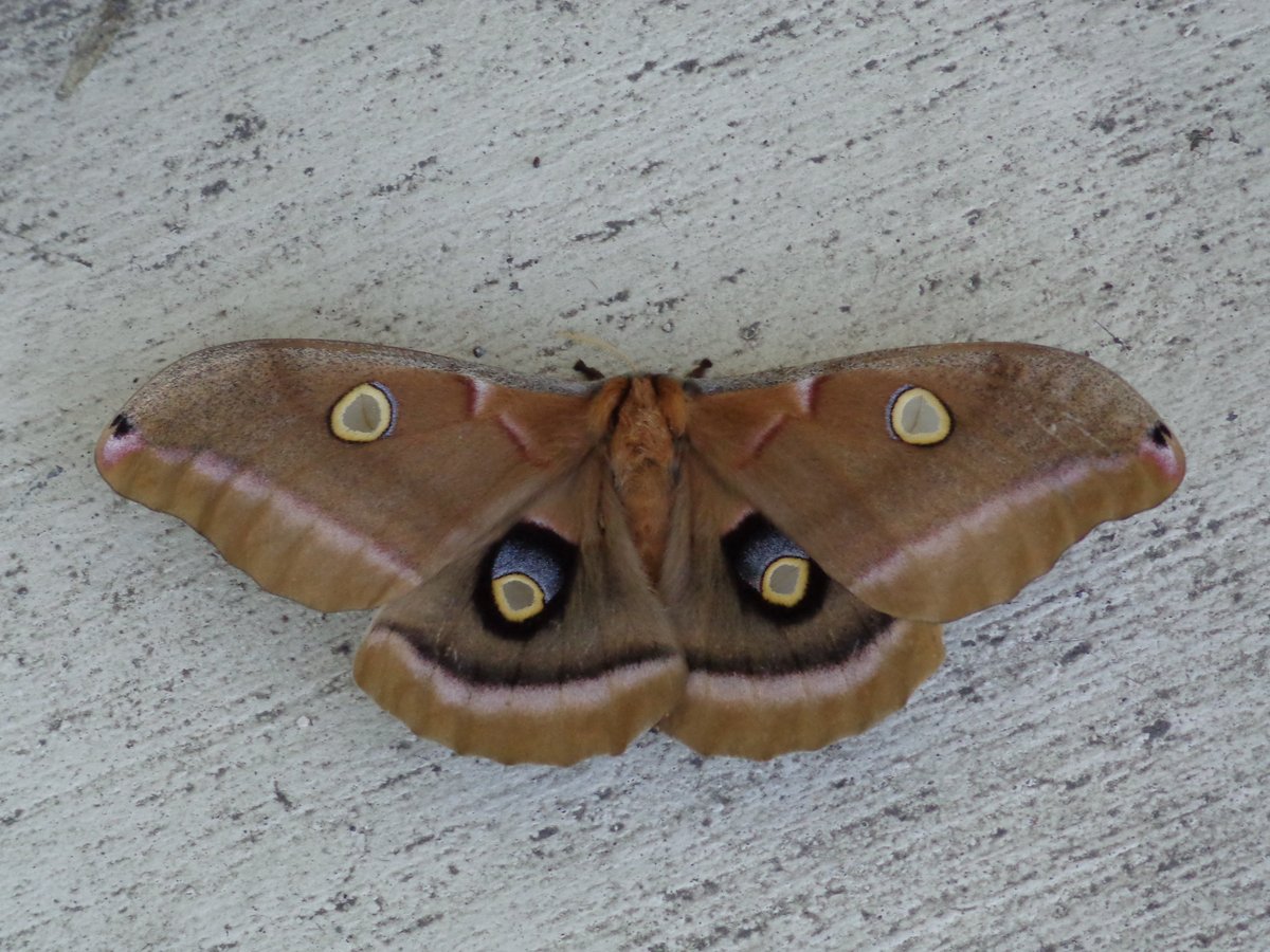 The polyphemus moth was named after the giant cyclops from Greek mythology👁️ 

The eye spots on its wings help ward off potential predators. The faux eyes look like the eyes of the predator’s own predators, which makes them unlikely to attack the moth.  

📸Dan Magneson/USFWS