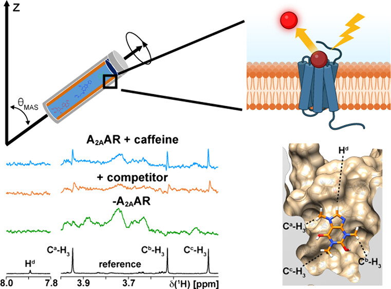 Matthew Eddy (@mattheweddylab) on Twitter photo Our article on GPCR fragment-based drug discovery via in situ #NMR is out at ACSChemicalBiology: pubs.acs.org/doi/full/10.10…
Congratulations Enzo, Guillaume, <a href="/MeilerLab/">Jens Meiler Lab</a> and others not on social media. #NMRchat Our article on GPCR fragment-based drug discovery via in situ #NMR is out at ACSChemicalBiology: pubs.acs.org/doi/full/10.10…
Congratulations Enzo, Guillaume, <a href="/MeilerLab/">Jens Meiler Lab</a> and others not on social media. #NMRchat