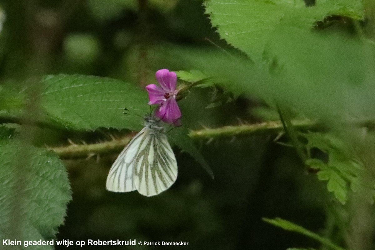 Natuurexplorati's tweet photo. #vlindermaand dag21 Klein geaderd witje. Ongeveer even algemeen als Klein koolwitje, maar vliegperiode generaties verschilt. Kenmerkend de duidelijk zwartbestoven aders aan hoofdzakelijk onderkant vleugels. #mykh #insects #vlinders #butterflies #natuur #fauna #natuurdichtbij https://t.co/UStDmPuQE6