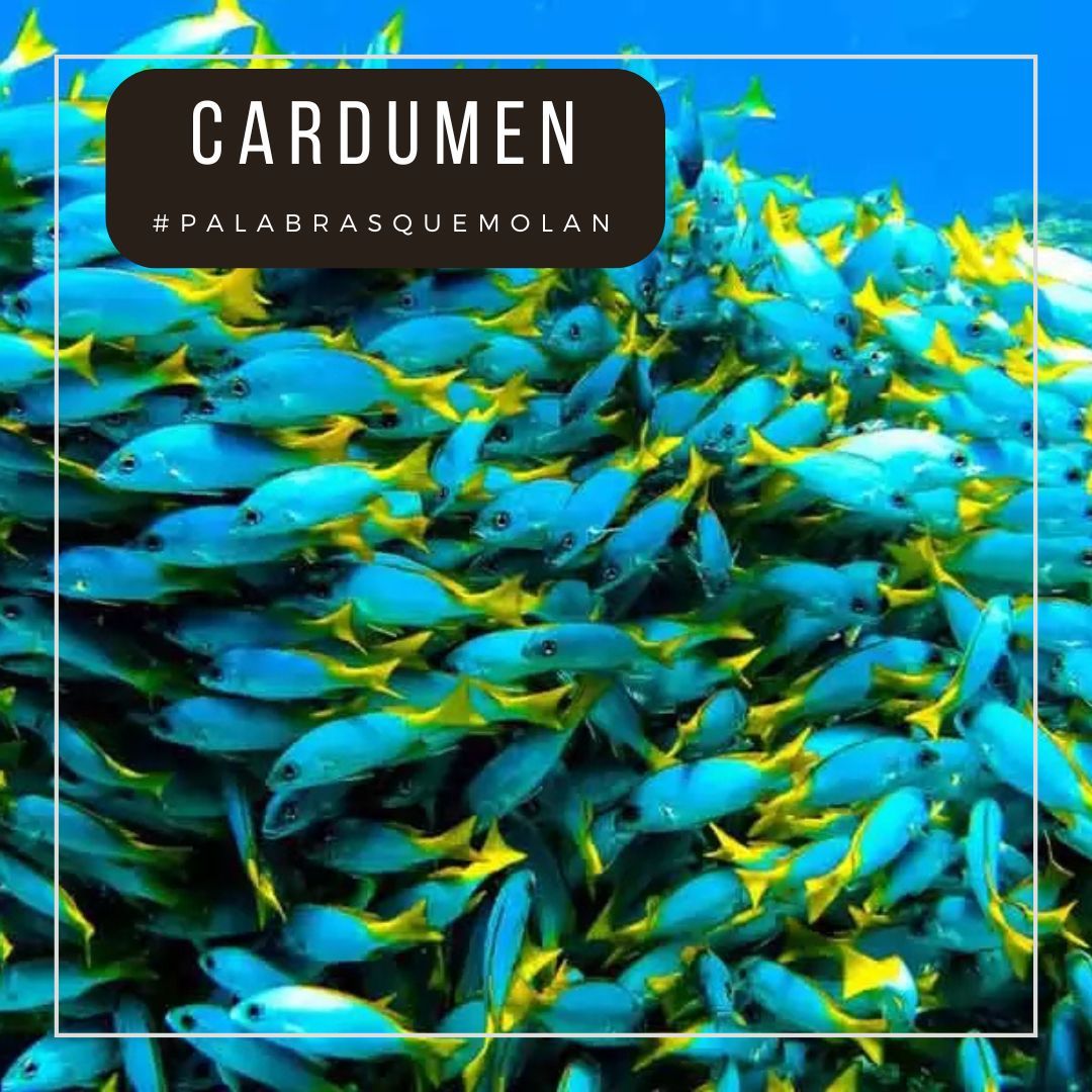 Un cardumen es un grupo compacto de peces que nadan juntos en sincronía. Este término se utiliza principalmente para referirse a peces que se desplazan colectivamente, lo que les proporciona protección contra depredadores 🐟✨

#palabrasquemolan #escribir #aprender #vocabulario