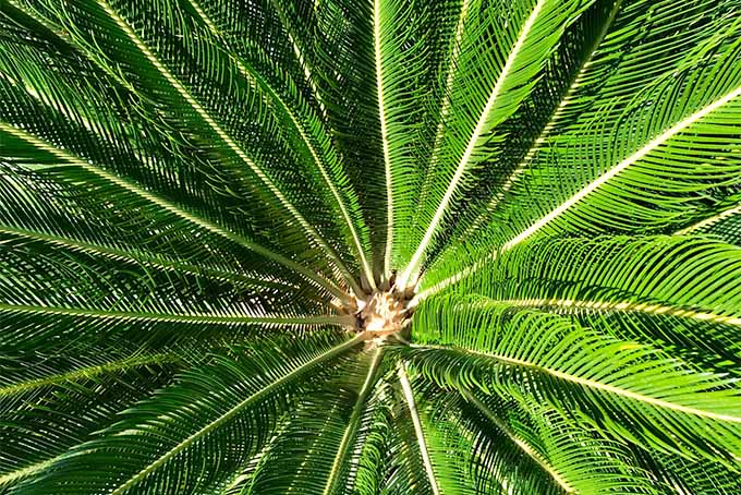 Gardeners_Path_'s tweet image. Add a touch of greenery to gardens and containers with sago palm- we share our tips! gardenerspath.com/plants/ornamen… #sagopalm #gardening