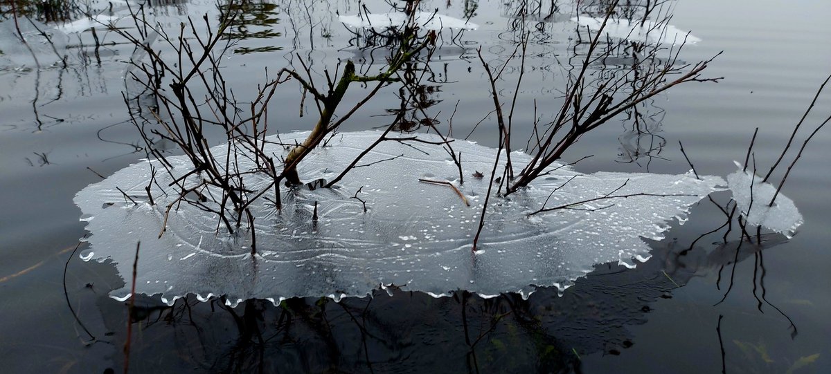 Boswachter Poulussen tweet media