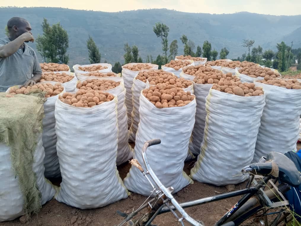 CByumba's tweet photo. Today,@COMIXBU has started harvesting Irish potato seeds known as #Kinigi,#Carolis, #Ndamira and #Kazeneza. This is one of activities conducted in #Kungahara Project of @CByumba and @rulindodistrict by the support of @EUinRW . https://t.co/cs2ayKTKwp