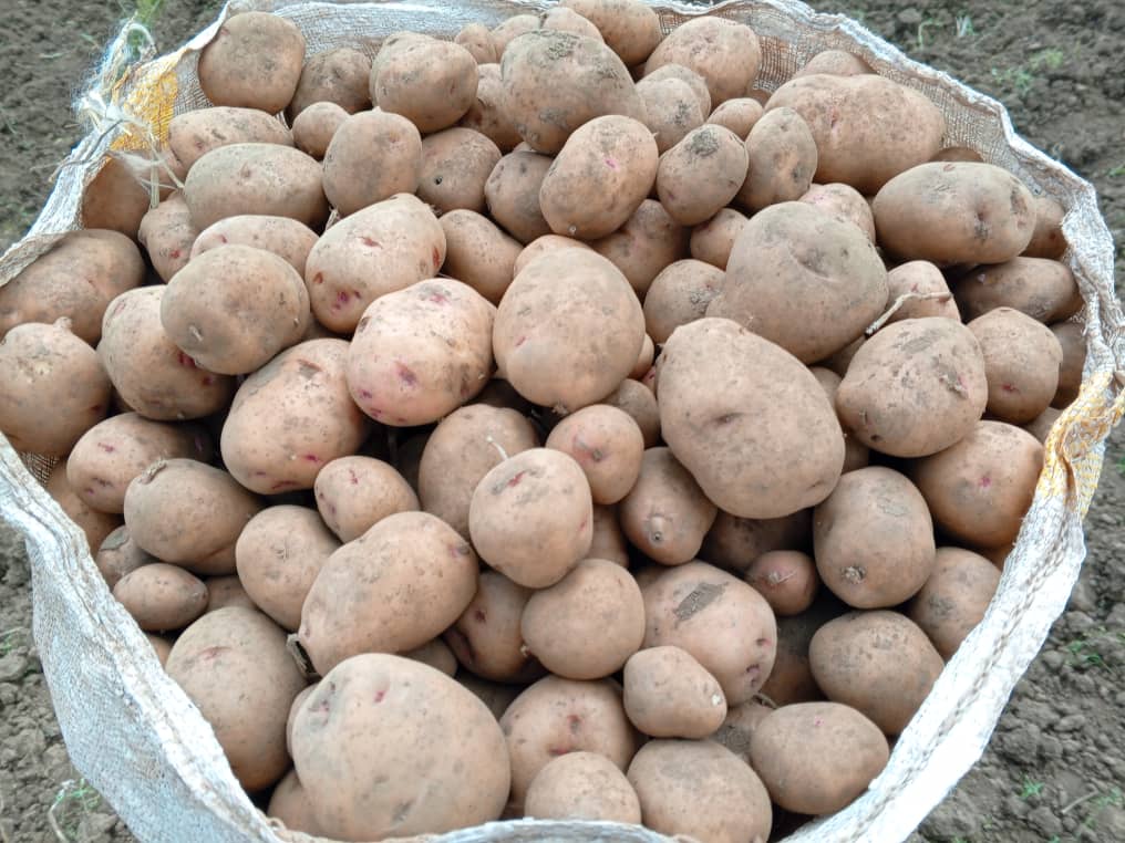 CByumba's tweet photo. Today,@COMIXBU has started harvesting Irish potato seeds known as #Kinigi,#Carolis, #Ndamira and #Kazeneza. This is one of activities conducted in #Kungahara Project of @CByumba and @rulindodistrict by the support of @EUinRW . https://t.co/cs2ayKTKwp