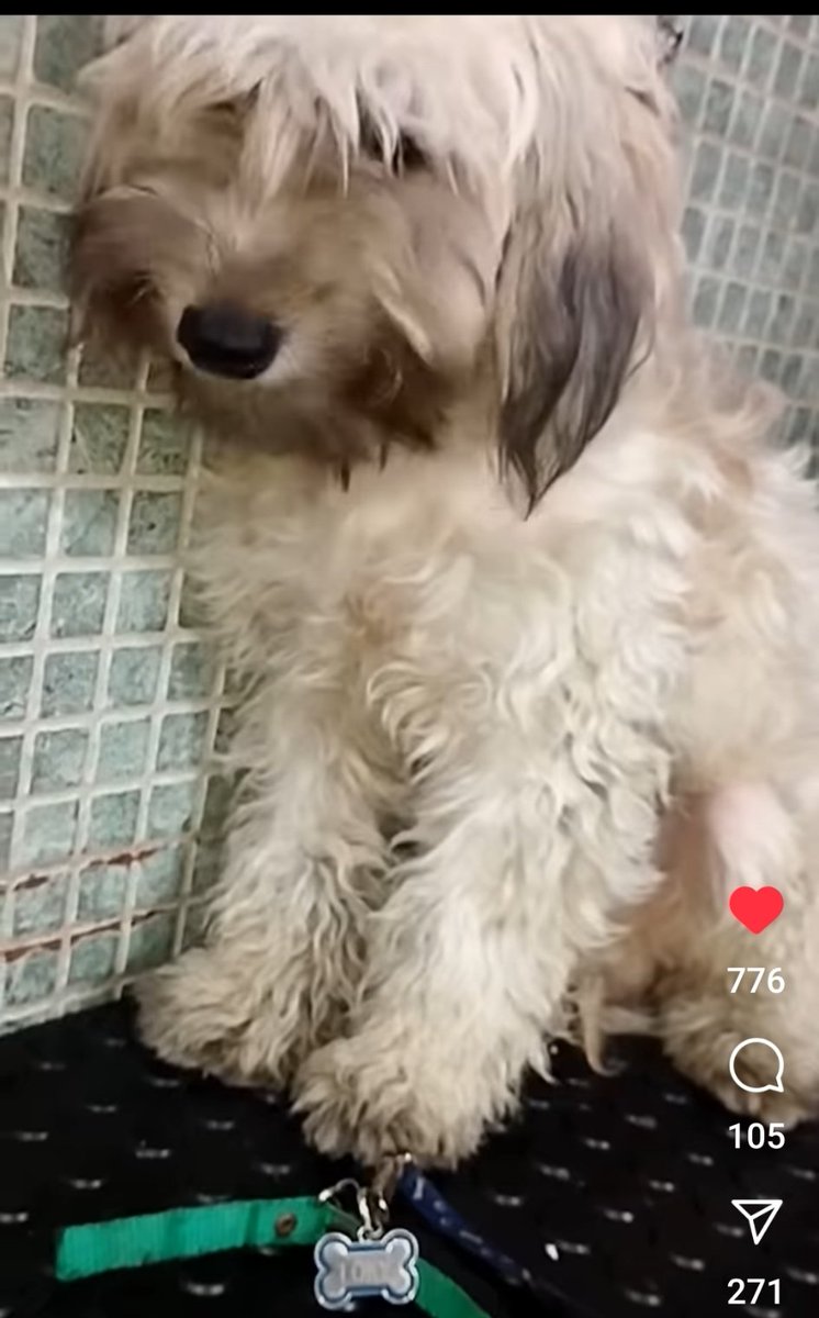 gracon27's tweet photo. #Caracas
#LoKy
Este perrito lo rescataron y busca a su familia🐶❤️
Favor difundir 🙏🏻
Muchas gracias🇻🇪
Lo tiene empatía animal. https://t.co/Sc8Wjfviga
