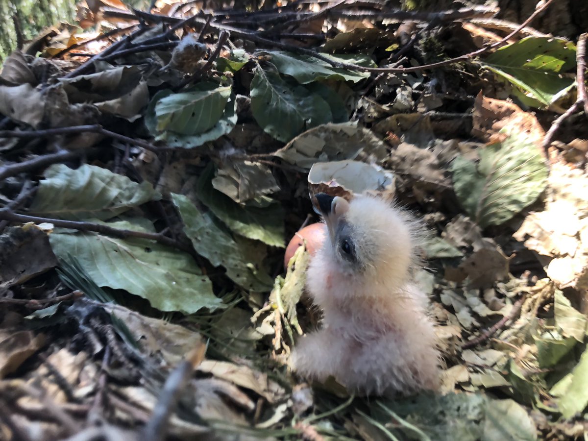 For my Dutch friends: De landelijke roofvogel dag is aanstaande 22 februari in schouwburg Ogterop. Vrije inloop op een dag vol roofvogel onderzoek en mooie verhalen uit het veld. Zie hier het programma: werkgroeproofvogels.nl/index.php/land…