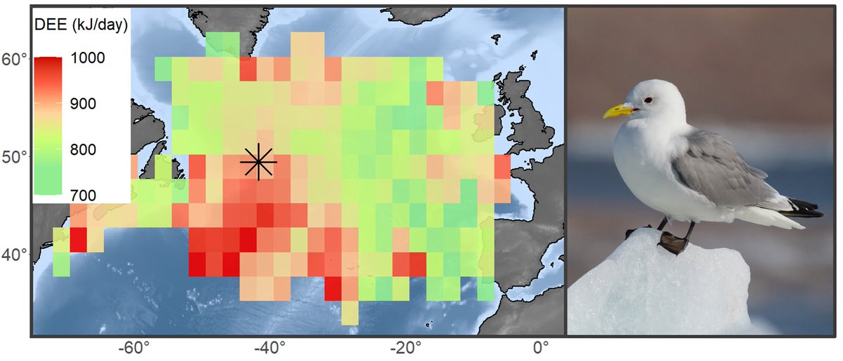 New in <a href="/EcographyJourna/">Ecography</a>! Tracking energetics of migratory species is challenging, notably for seabirds wintering offshore. We used saltwater immersion &amp; GLS data to estimate energy expenditure in kittiwakes, showing strong variations among wintering areas
doi.org/10.1111/ecog.0…