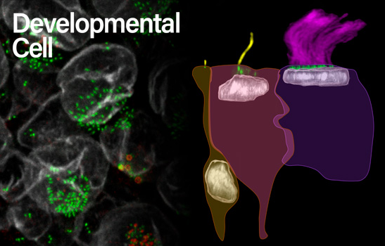IBENS (@ibens_ens) on Twitter photo 🥁Out on <a href="/Dev_Cell/">Developmental Cell</a>
👉Actin-based deformations of the nucleus control mouse multiciliated ependymal cell differentiation
🔗doi.org/10.1016/j.devc…
👏Congratulations to Nathalie Delgehyr and all authors! 🥁Out on <a href="/Dev_Cell/">Developmental Cell</a>
👉Actin-based deformations of the nucleus control mouse multiciliated ependymal cell differentiation
🔗doi.org/10.1016/j.devc…
👏Congratulations to Nathalie Delgehyr and all authors!