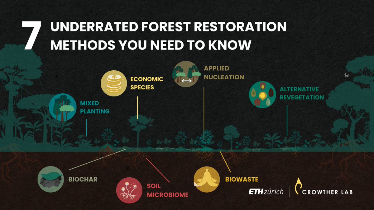 UN Decade on Ecosystem Restoration Advisory Board (@decade2restore) on Twitter photo 🌳🌲 #ForestRestoration has gained much attention – but where do we use which mix of restoration techniques? <a href="/CrowtherLab/">Crowther Lab</a>'s study identifies 7 innovative restoration methods that can help overcome ecological & economic challenges in forest restoration: doi.org/10.1016/j.onee… 🌳🌲 #ForestRestoration has gained much attention – but where do we use which mix of restoration techniques? <a href="/CrowtherLab/">Crowther Lab</a>'s study identifies 7 innovative restoration methods that can help overcome ecological & economic challenges in forest restoration: doi.org/10.1016/j.onee…