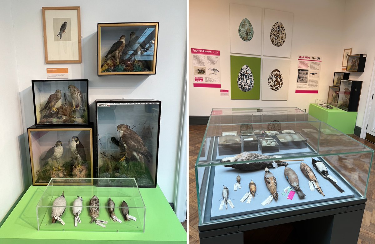 NatSCA (@nat_sca) on Twitter photo Todays new blog showcases the fab 'Birds of Bolton Museum' exhibition held <a href="/BoltonLMS/">Libs and Museums</a>. natsca.blog/2025/01/23/bir… Todays new blog showcases the fab 'Birds of Bolton Museum' exhibition held <a href="/BoltonLMS/">Libs and Museums</a>. natsca.blog/2025/01/23/bir…