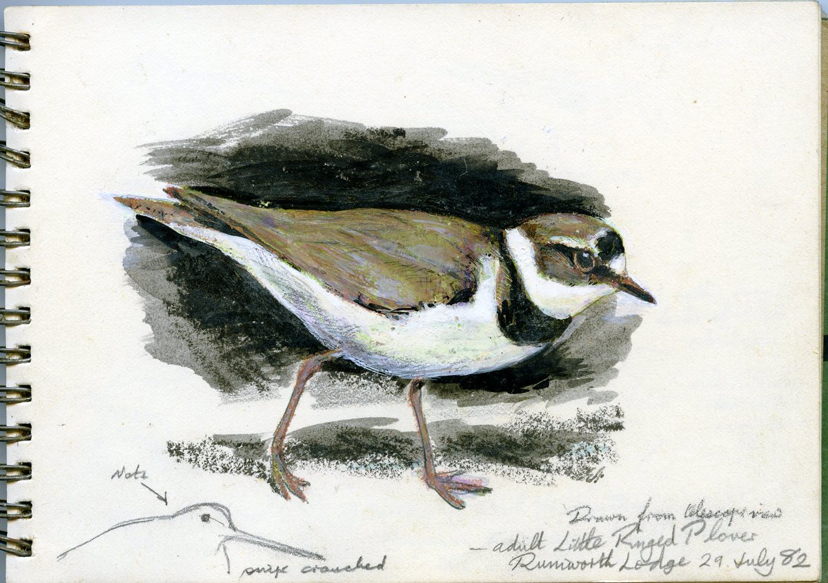 Brilliant new blog out today about the 'Birds of Bolton Museum' exhibition @Ren_Field87 natsca.blog/2025/01/23/bir…
