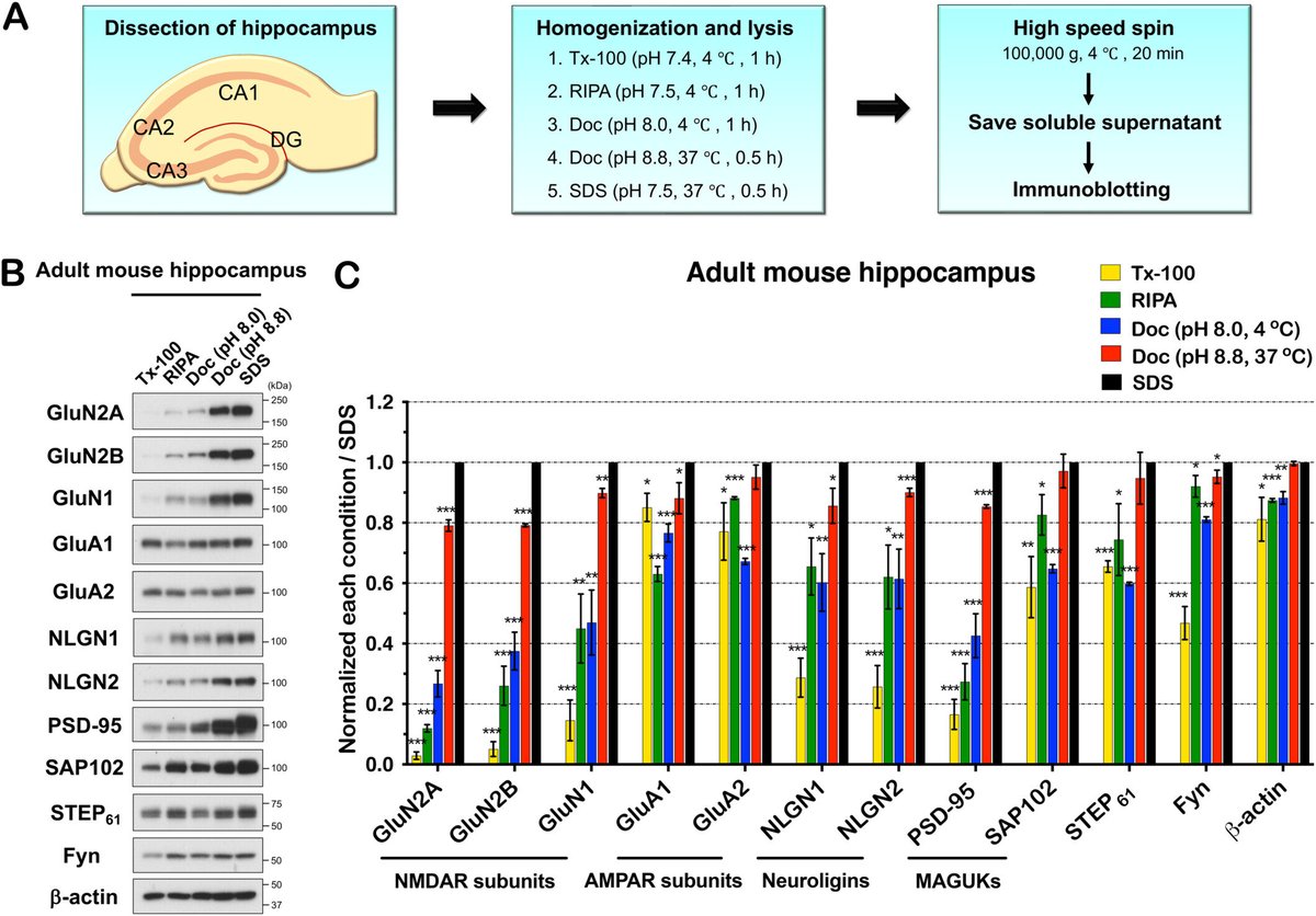 antibodiesinc's tweet image. Take a look at this new article that cites several NeuroMab antibodies and finds that SDS lysis is the most effective method for solubilization! : hubs.ly/Q033ltqR0

Our SDS Lysis Buffer : hubs.ly/Q033lvjM0