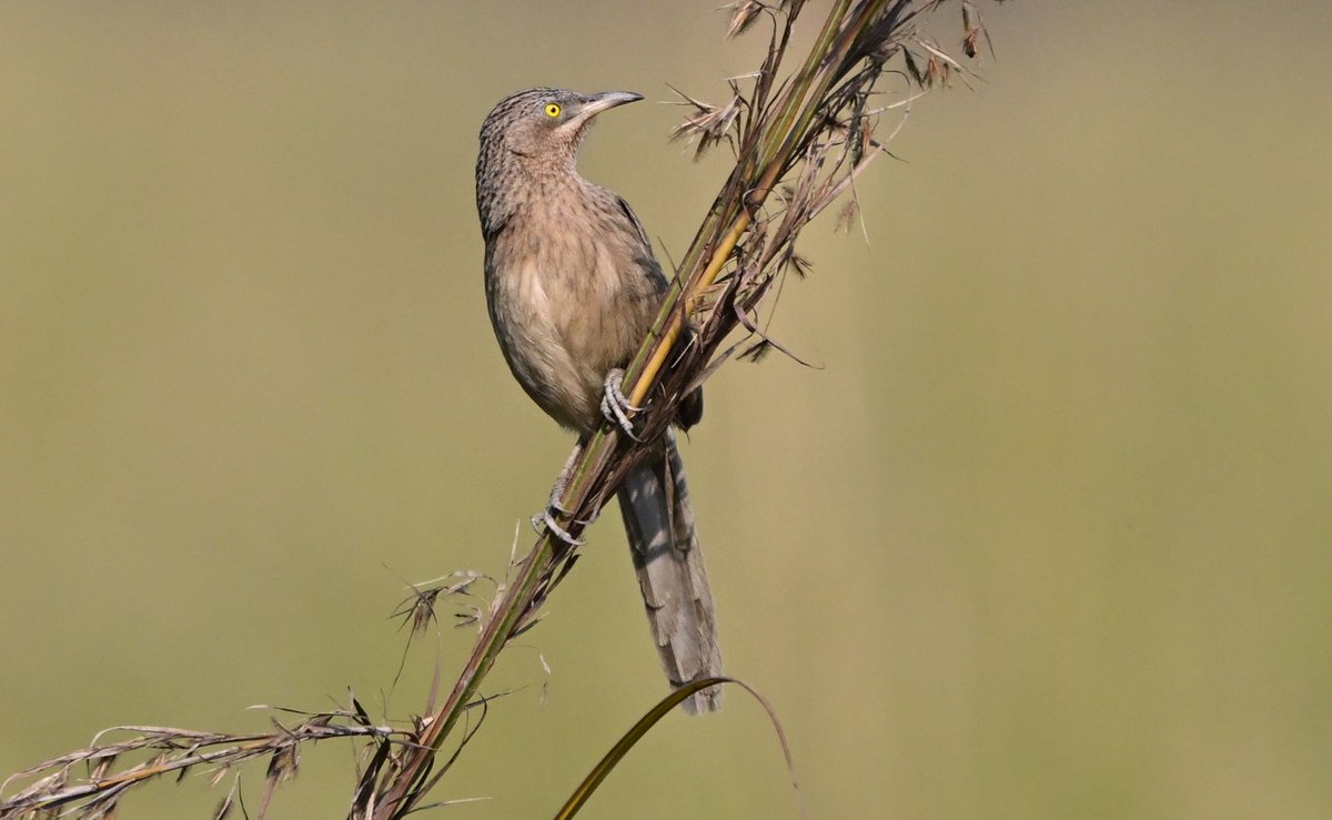 Striated babbler at Manas National Park..