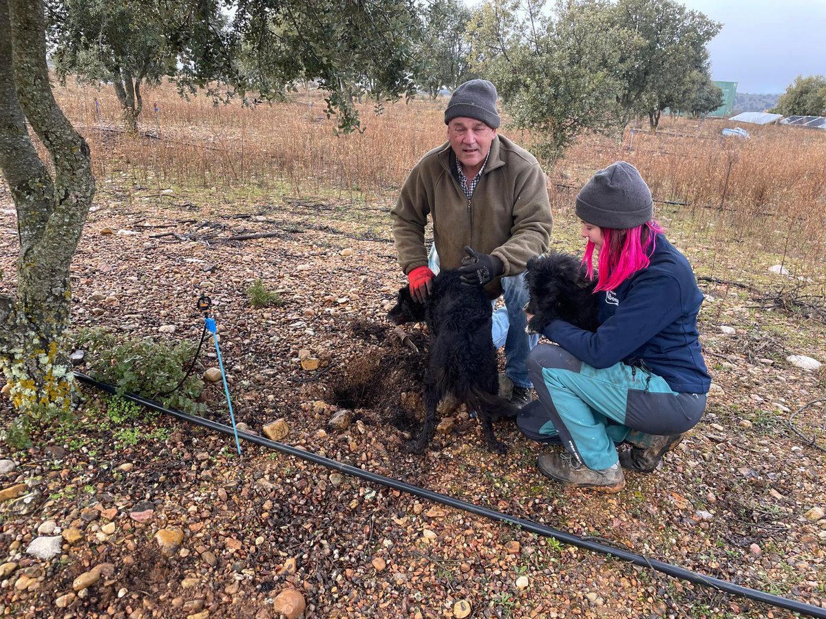 raices_upajoven's tweet photo. ¡Esta primera semana del #ProgramCULTIVA también estamos en #Soria! 👏👏
👩🌾 Esther Mengod de Valbuena es la joven participante que está pasando unos días con Jose Maria Sanz para ver y aprender de la gestión de su explotacion de trufas.
¡Sigue la visita en nuestras rrss! 📲 https://t.co/q2kbv6nDqK