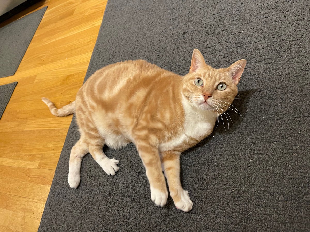 givemesheltersf's tweet photo. I’m Palmer, an 11 y/o boy, and I’ve been waiting for 435 days as of today! 😿I’m a handsome, social and confident cat. I enjoy meeting new humans and I have lots of fun playing. I’m looking for a loving adult-only home where I can be the only cat.

Adopt: https://t.co/JIWvfIastg https://t.co/DA3TJgfaqo
