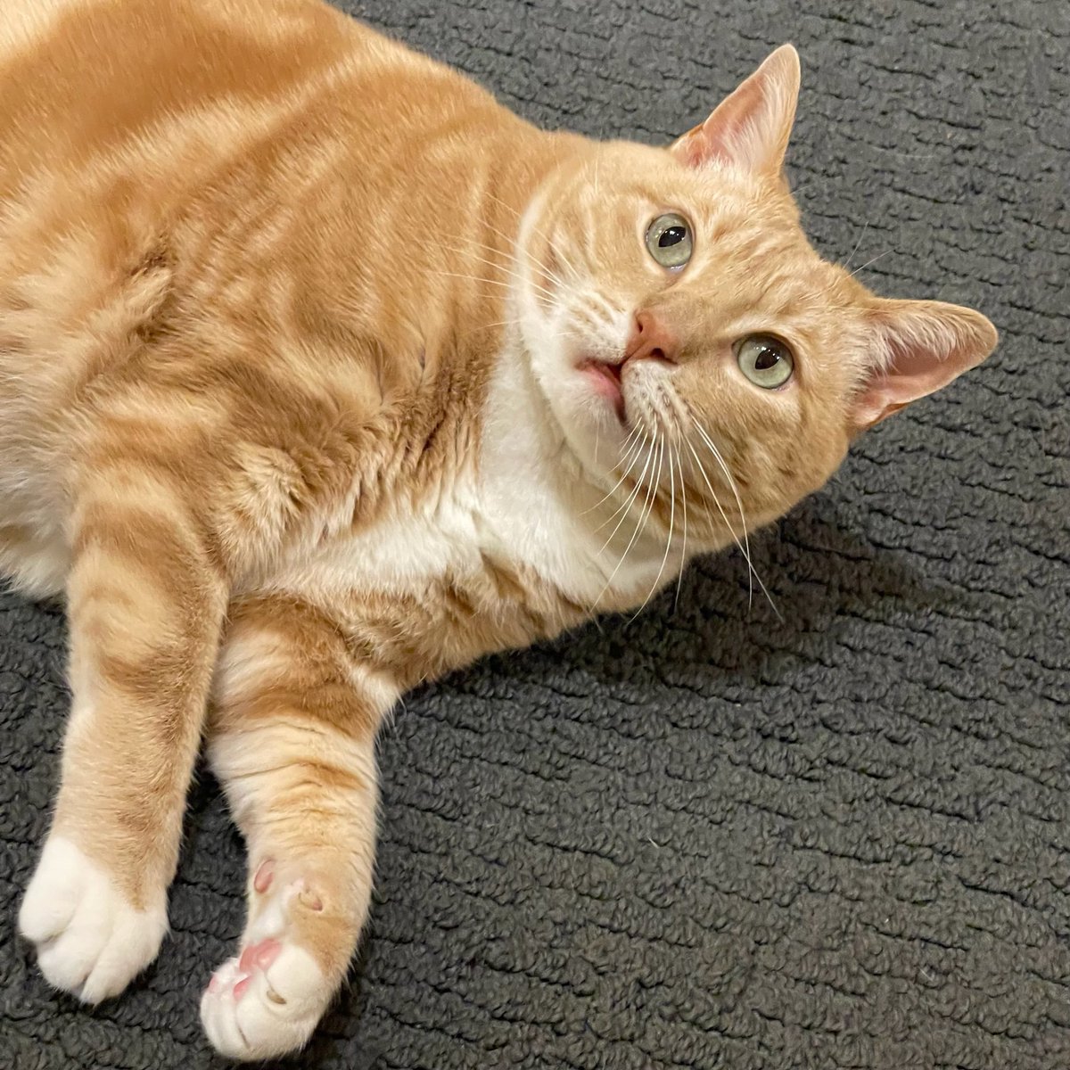 givemesheltersf's tweet photo. I’m Palmer, an 11 y/o boy, and I’ve been waiting for 435 days as of today! 😿I’m a handsome, social and confident cat. I enjoy meeting new humans and I have lots of fun playing. I’m looking for a loving adult-only home where I can be the only cat.

Adopt: https://t.co/JIWvfIastg https://t.co/DA3TJgfaqo