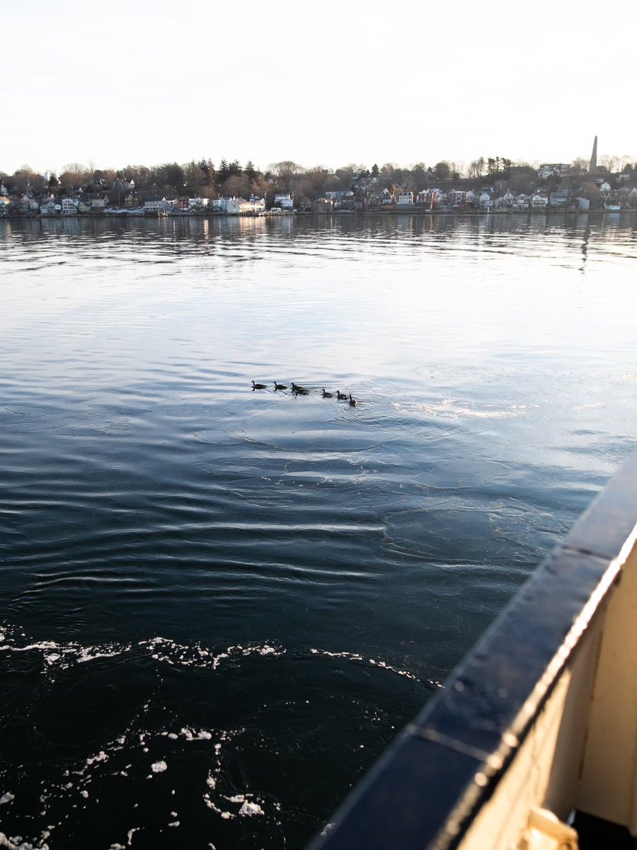Morning traffic with the locals of Thames River. It’s ducking freezing out there! 
🥶 🦆