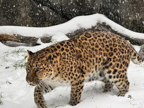 houstonzoo's tweet photo. Snow day at the Zoo! ❄️ Lisa our Amur leopard is choosing to explore the snow this morning. 

All animals are healthy and doing well. During the wintery weather, our animals have access to their heated barns prepped with extra hay. 

📸: John R., Hoofstock &amp; Carnivore Curator https://t.co/k4n9a4ZD3K