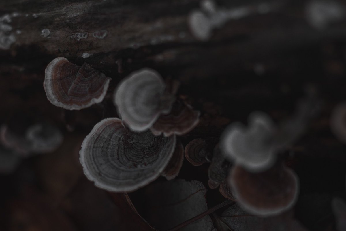 BitterFoxes's tweet photo. Mushrooms in December https://t.co/U4HJH6Bvfs