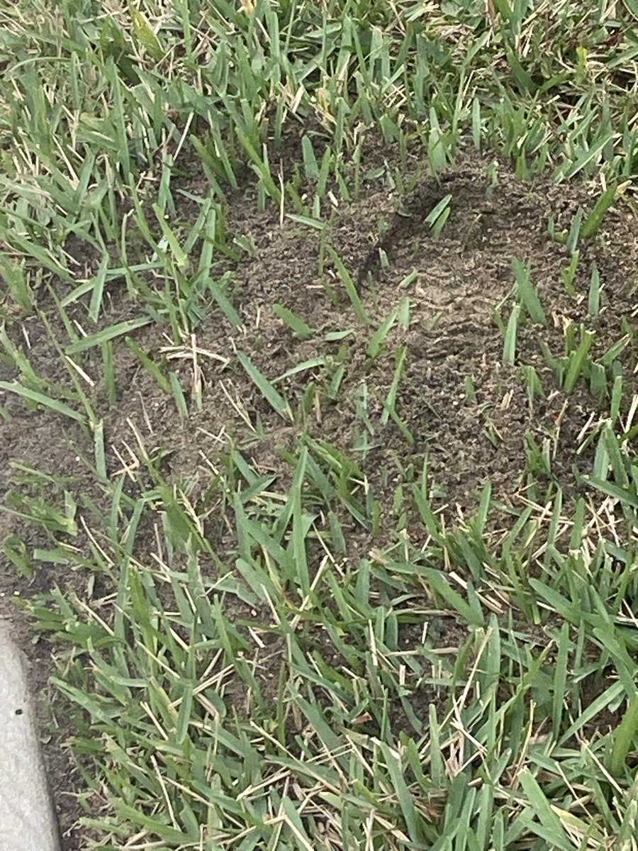 arbor_mac's tweet photo. The fire ant is a major problem in the southern United States.  #plantdiagnosticstreatment The fresh tilled sand is a giveaway. Treat a large area around the mound with a Hydramethylnon bait.  Apply on a sunny day about mid afternoon for best results. https://t.co/Jdcmw4W7YK