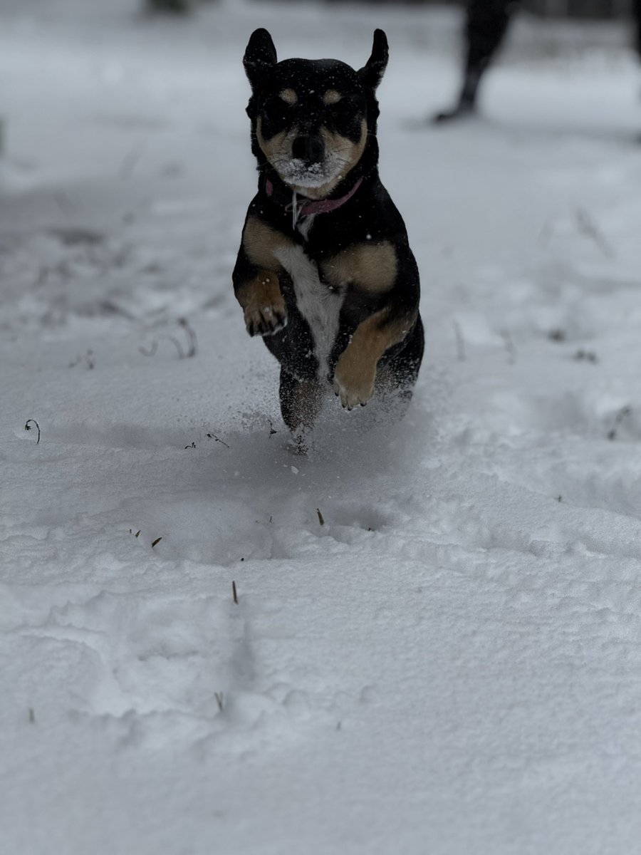 TeeJRuiz's tweet photo. Never thought I’d see the day. Snow day in the H with our pups ❄️ https://t.co/rCzY4ZZszS