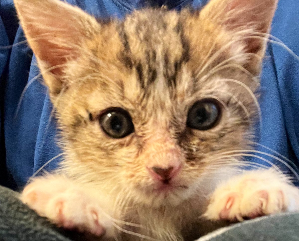 hi I’m Hank tweet media