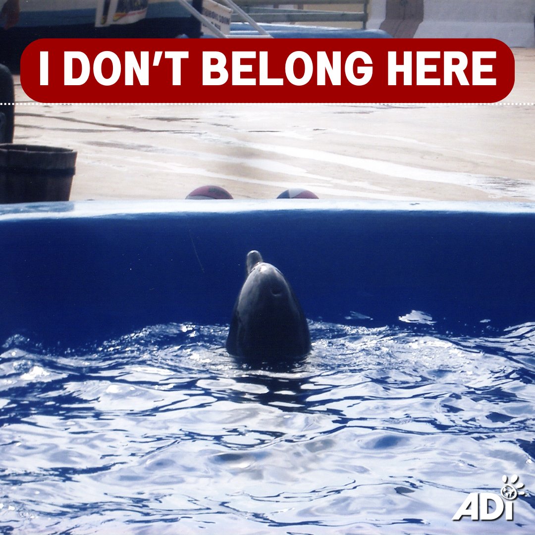 AnimalDefenders's tweet photo. #Dolphin #NotEntertainment #AnimalLiberation #AnimalDefendersInternational https://t.co/RkY5PEEJ7P