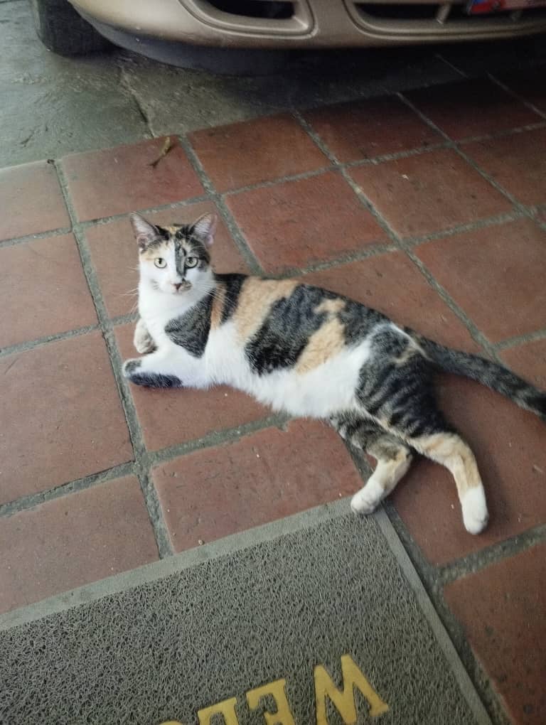 yadypc's tweet photo. Gatica extraviada... No la vemos desde las 6 pm del día 20/01... Por favor ayúdenos a encontrarla... Se extravío x los alrededores de la Av. Victoria, en Caracas @Def_LasAcacias https://t.co/u8lAZxJQqh