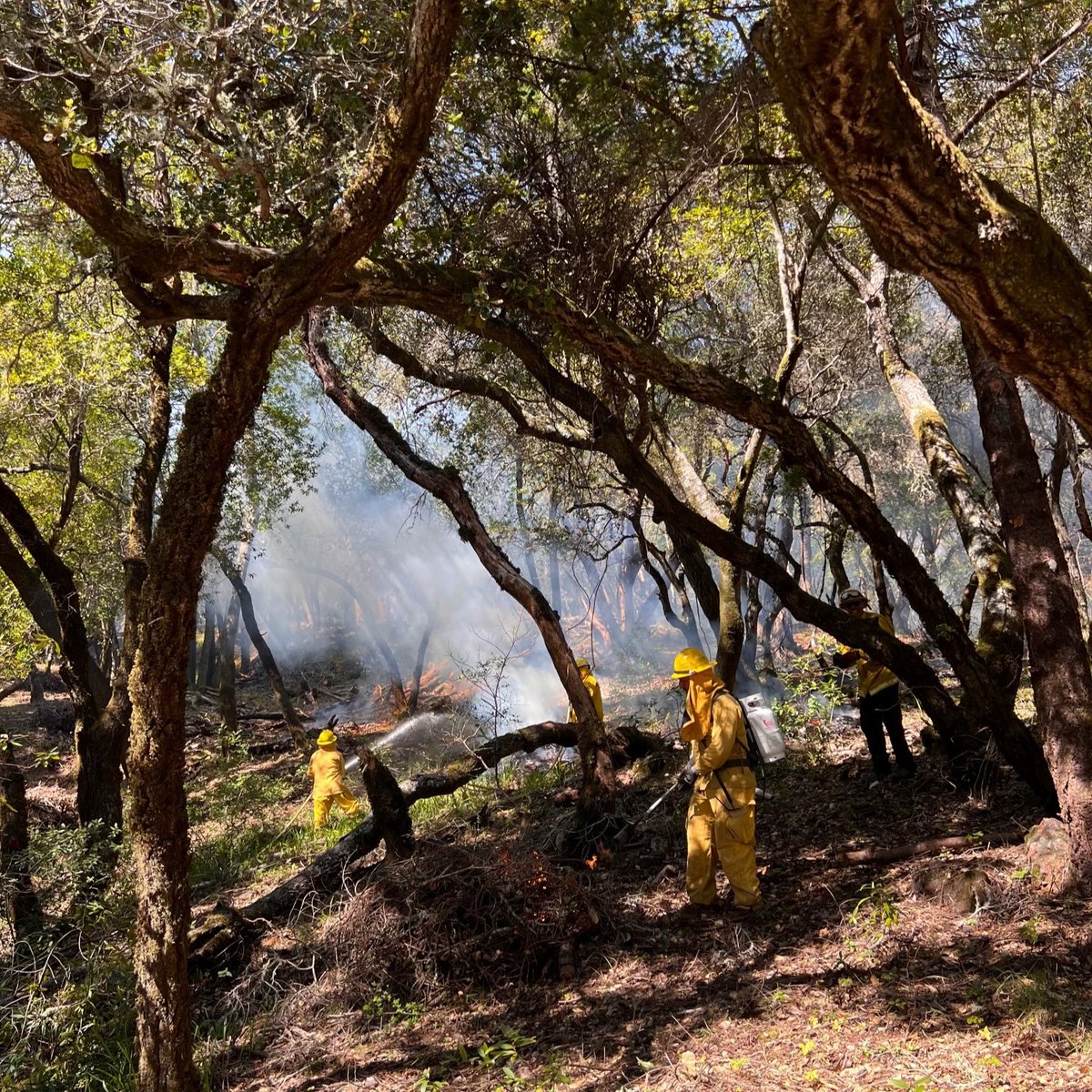 *PILE BURNING ON MT. TAM WATERSHED THE WEEK OF JAN. 21
- Near Bon Tempe Treatment Plant and Pilot Knob Trail
- Will continue for additional days this week if conditions are right. Smoke coming from the area may be visible during this work.
Learn more: marinwater.org/WatershedResil…
