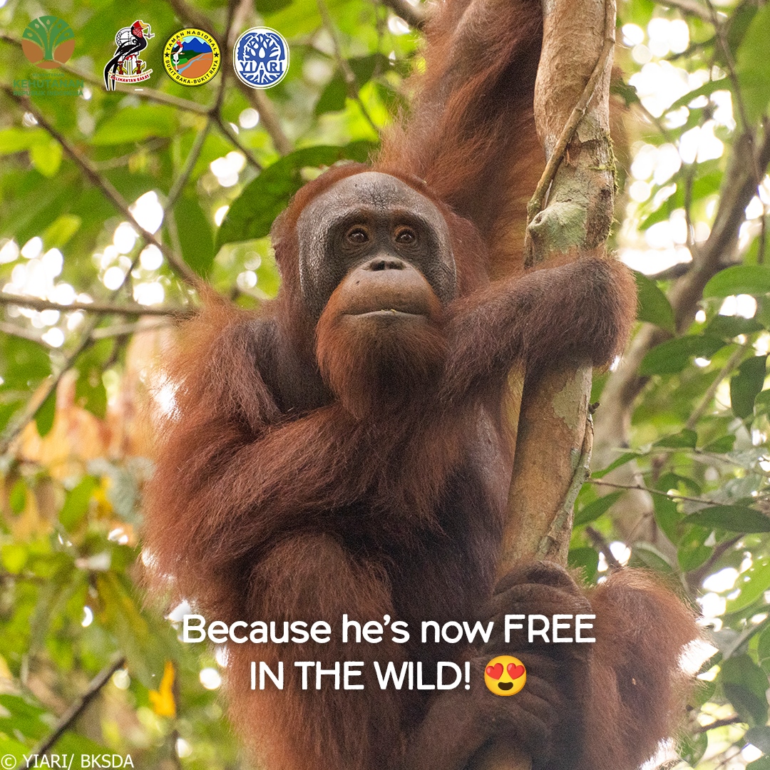 IAR_updates's tweet photo. Budi is now free in the wild, which means no more fresh rehab photos. So, we’ll keep sharing the old ones, because let’s face it—#Budi content will NEVER get old!

#orangutans #aww #apes https://t.co/FkVOCp3CDH