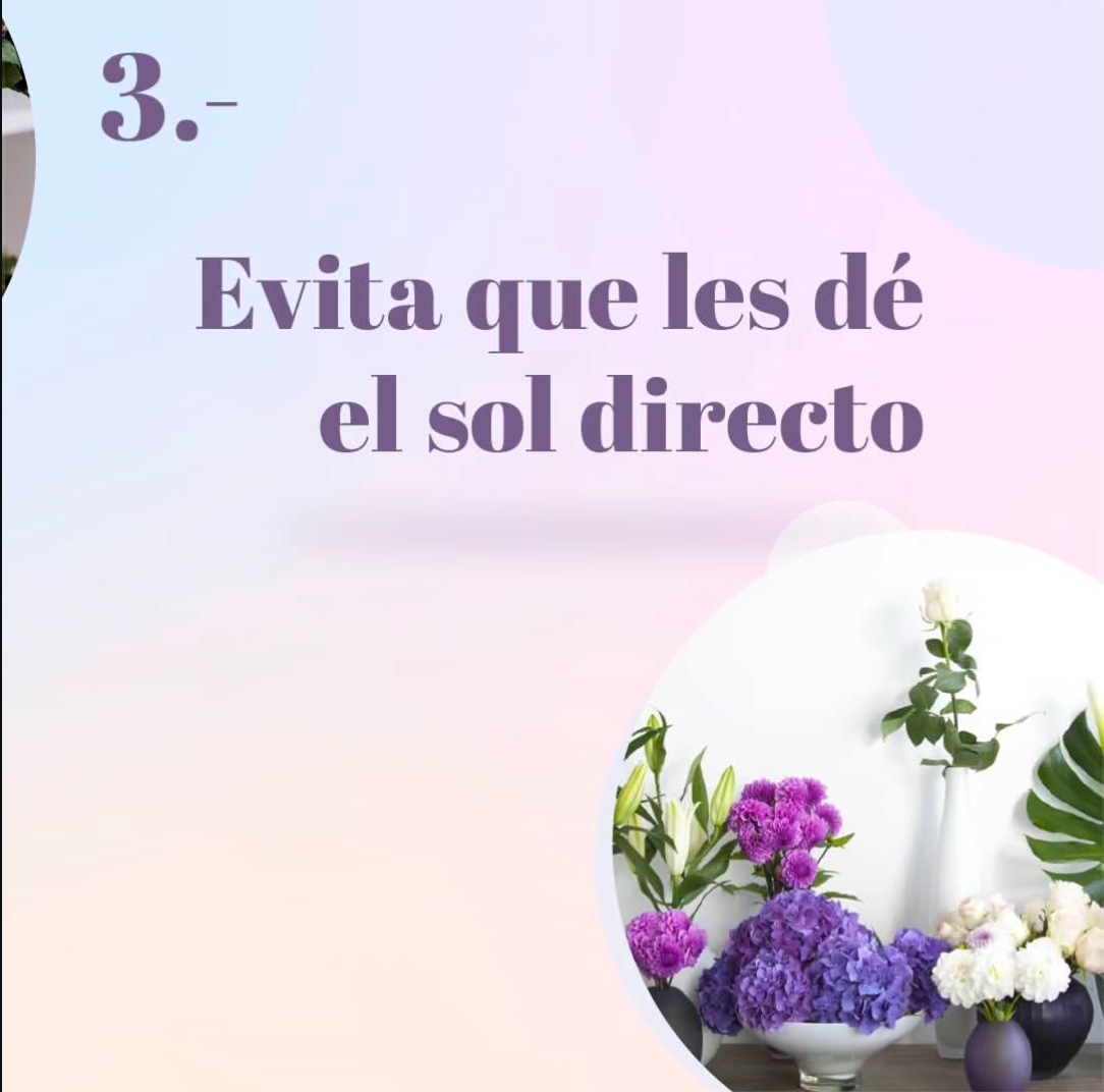 mentaflores's tweet photo. 4 Tips para que duren más tiempo tus flores 🌹
¡Entra a Menta Flores para comprar arreglos y ramos de flores! https://t.co/asDOVYXvqT