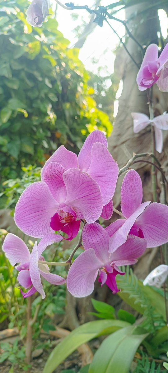 CoffeeBac's tweet photo. Xuân đang tới https://t.co/tHV0a9NVIP