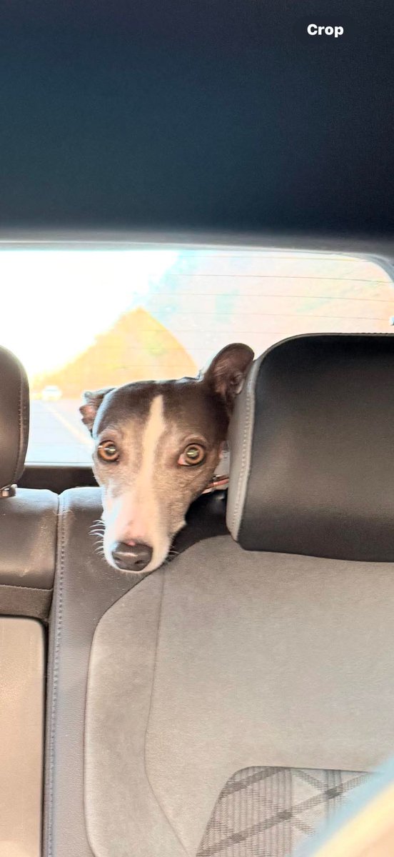 MissingPetsGB's tweet image. "This is my last photo of Betty
19/12//24
Lost/theft by finding from Paper Mill Lane, Bramford, Ipswich.
I am completely devastated by this.
PLEASE PLEASE continue to look out for her in the area, scrap yard, land fill. 
Drones &amp;amp; people have been out looking for her
£5000 REWARD"