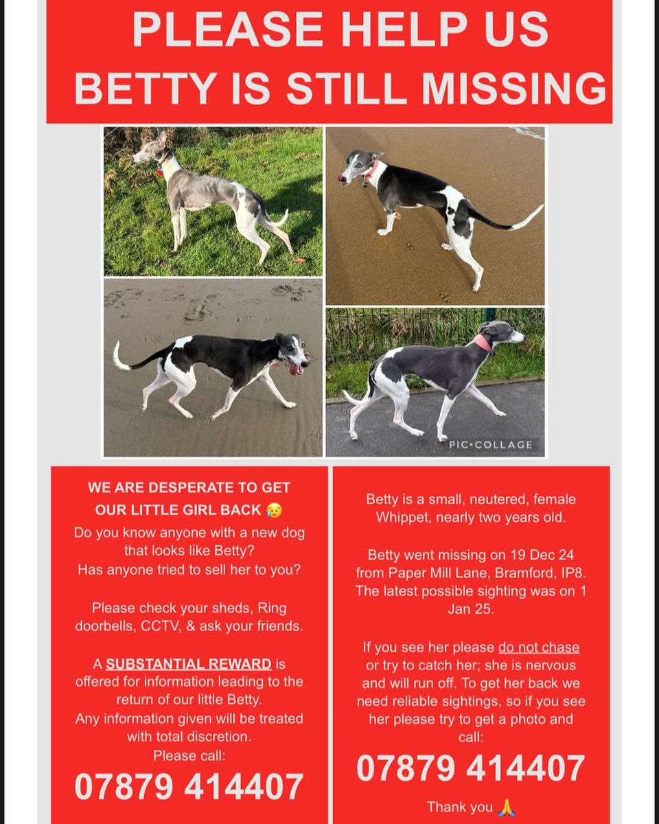 MissingPetsGB's tweet image. "This is my last photo of Betty
19/12//24
Lost/theft by finding from Paper Mill Lane, Bramford, Ipswich.
I am completely devastated by this.
PLEASE PLEASE continue to look out for her in the area, scrap yard, land fill. 
Drones &amp;amp; people have been out looking for her
£5000 REWARD"