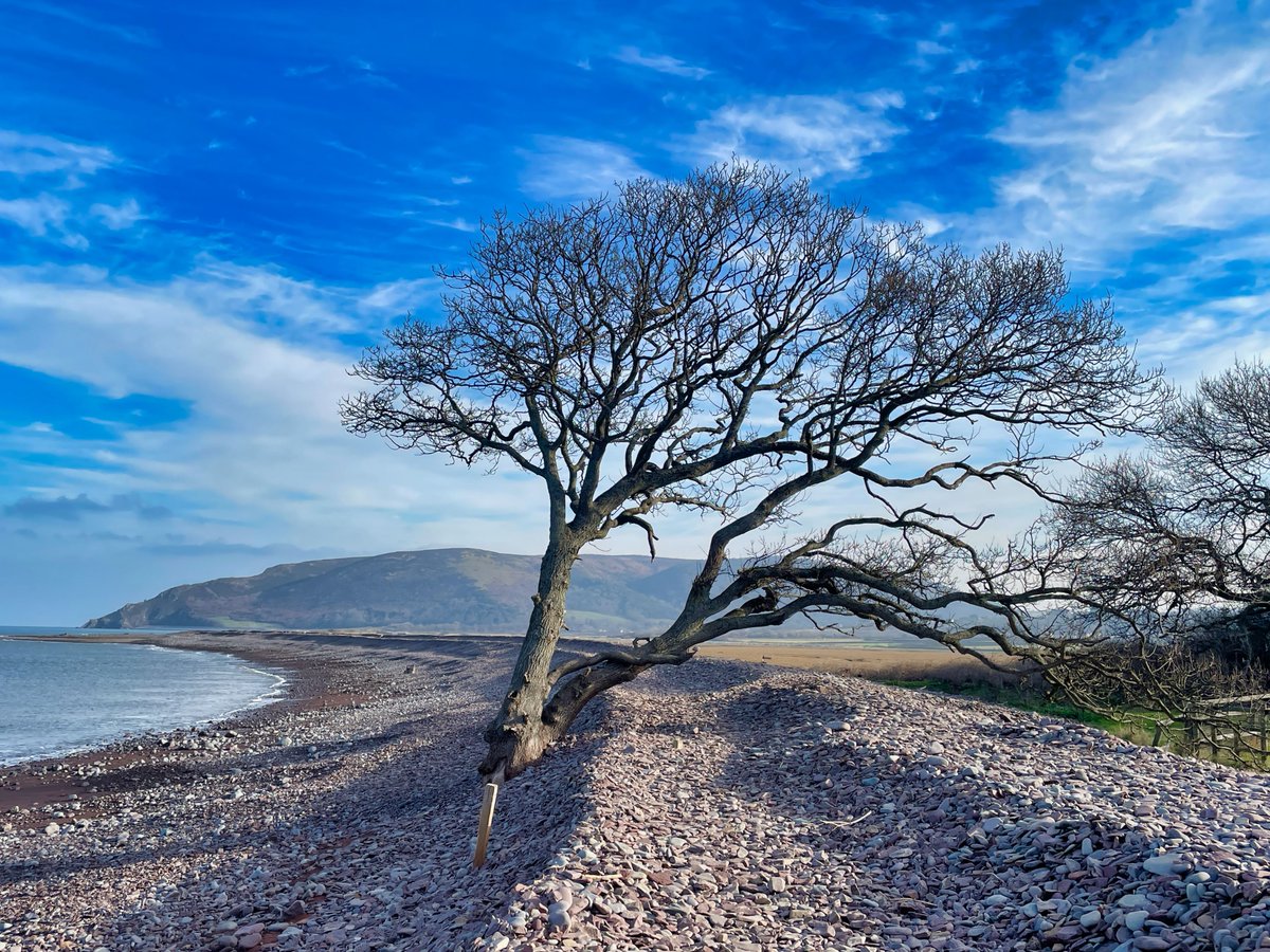 That tree! - Porlock Marsh <a href="/ExmoorwithJack/">Exmoor with Jack</a> <a href="/SusanLocke7/">Susan Locke</a> <a href="/ExmoorNPCs/">Exmoor NPCs</a> <a href="/ExmoorNP/">Exmoor National Park</a> <a href="/GreatHangman/">Exmoor</a> <a href="/StormHour/">#StormHour</a> #Exmoor #tree #beach