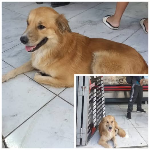 A64029345's tweet photo. *Este peludo macho, se ve que está perdido o abandonado 📷 es super cariñoso. Está en San martín a una cuadra de la estación del metro capuchinos,* cerca de una carnicería desde esta mañana. La persona que lo reporta no lo puede resguardar no tiene espacio, tiene 10 gatos. https://t.co/yeAZJ5g8pX