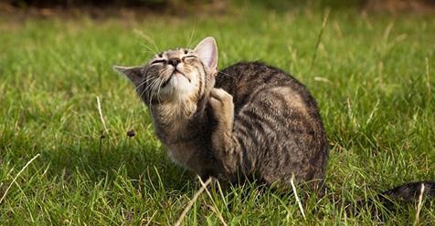 ATECPEST's tweet image. While it isn&apos;t the usual flea season, we have been getting a few calls regarding fleas. If you are experiencing a flea issue, call ATEC at 256-533-6754!