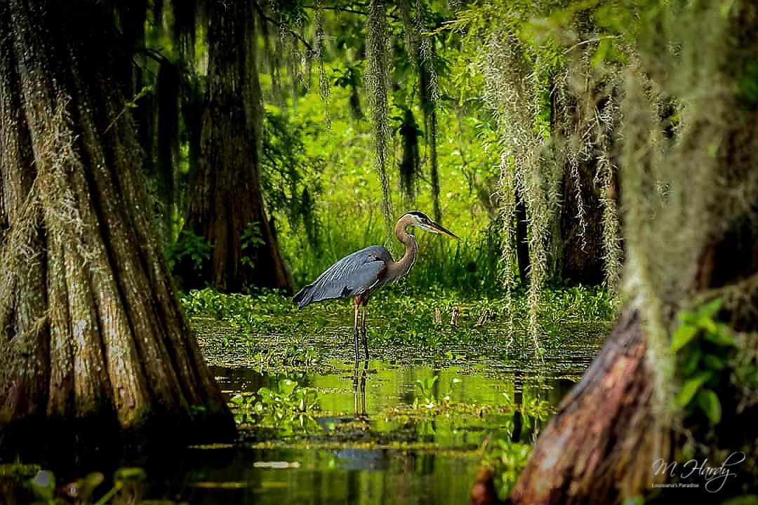 Great Blue Heron