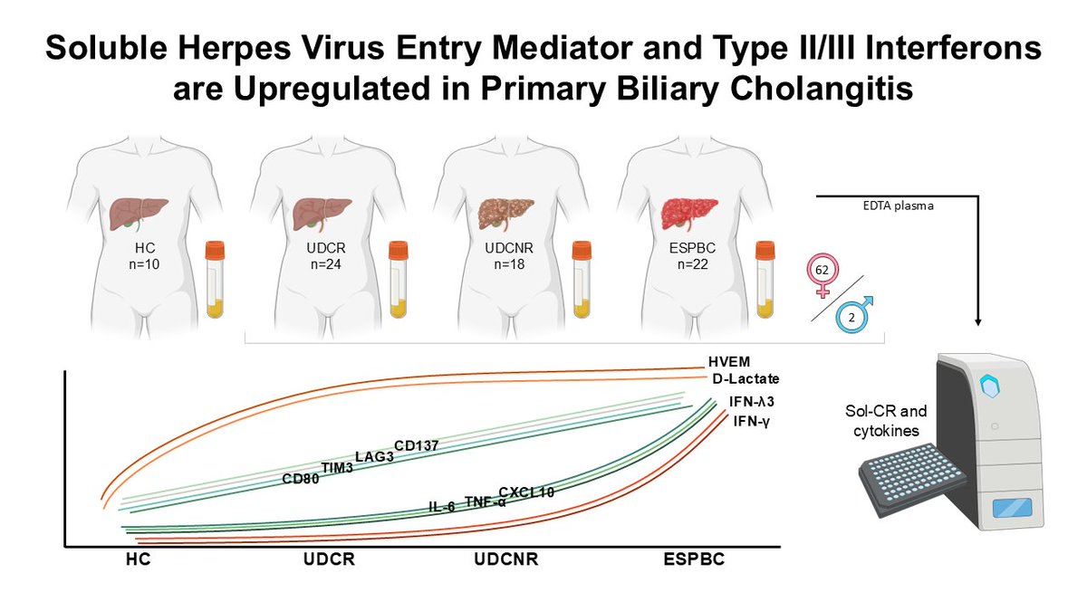 Dr Antonio Riva (@drantonioriva) on Twitter photo New immunological signatures linked to severity, stage, and potentially response to ursodeoxycholate in #PrimaryBiliaryCholangitis.
#HVEM, #interferon #IFNλ3, #IFNγ, #GutBarrierPermeability
<a href="/PBCFoundation/">PBC Foundation</a>
mdpi.com/1422-0067/26/2… New immunological signatures linked to severity, stage, and potentially response to ursodeoxycholate in #PrimaryBiliaryCholangitis.
#HVEM, #interferon #IFNλ3, #IFNγ, #GutBarrierPermeability
<a href="/PBCFoundation/">PBC Foundation</a>
mdpi.com/1422-0067/26/2…