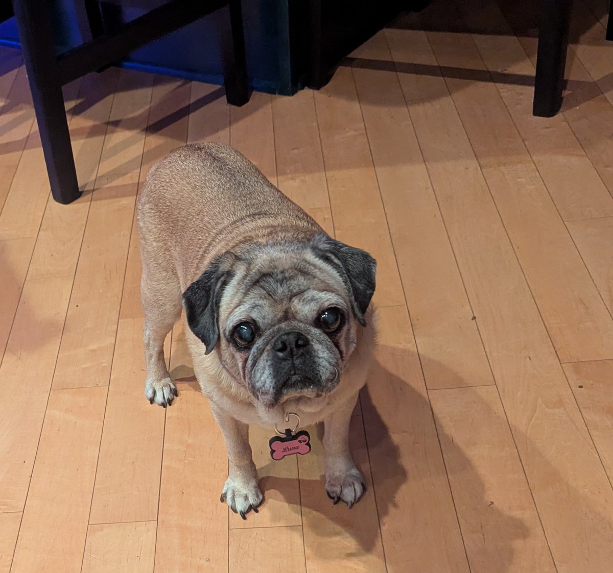 Are you looking for a new best friend? Luna is looking for a forever family on <a href="/petfinder/">Petfinder</a> petfinder.com/dog/luna-74868…