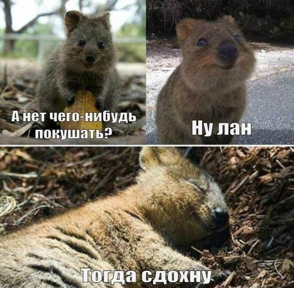 реальная готовка когда нет времени и сил: