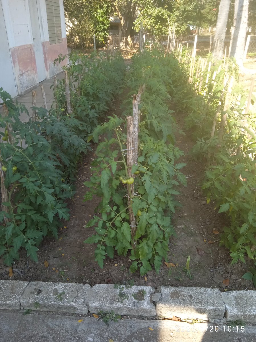 🇨🇺❤️ Desde La Sierpe seguimos en el trabajo diario de La AUSUF producción de alimentos pará nuestro Pueblo...

#SanctiSpíritusEnMarcha 
#SurDelJibaro 
<a href="/Olga1066587/">Olga</a> <a href="/OMeneses933182/">UEB Orlando Castañeda Meneses</a> <a href="/EAIGJ/">EAIG "Sur del Jíbaro"</a> <a href="/DiazCanelB/">Miguel Díaz-Canel Bermúdez</a> <a href="/GomezMiche22439/">Michel Gómez Linares 🇨🇺❤🇨🇺</a> <a href="/OsmelO3/">Osmel O</a> <a href="/OnelquisN/">Onelquis Gutierrez Nodarse</a>