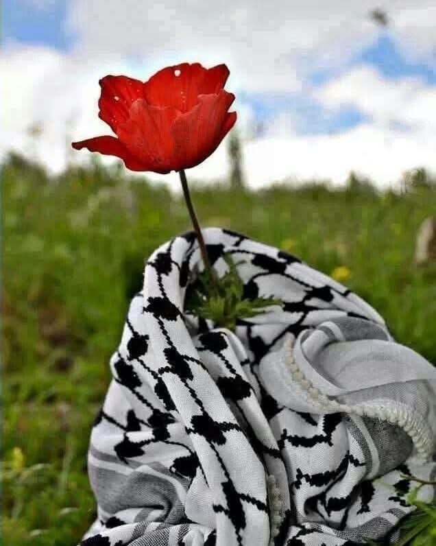 هنا، تتشابك رمزية الكوفية الفلسطينية مع شقائق النعمان الحمراء في لوحة صامتة، لكنها تنطق بكل معاني الصمود والألم. كأن الزهرة تنبت من جرح الأرض، شاهدة على حكايات لا تنتهي عن دماء روت التراب وصيّرت من الألم أغنية للخلود.