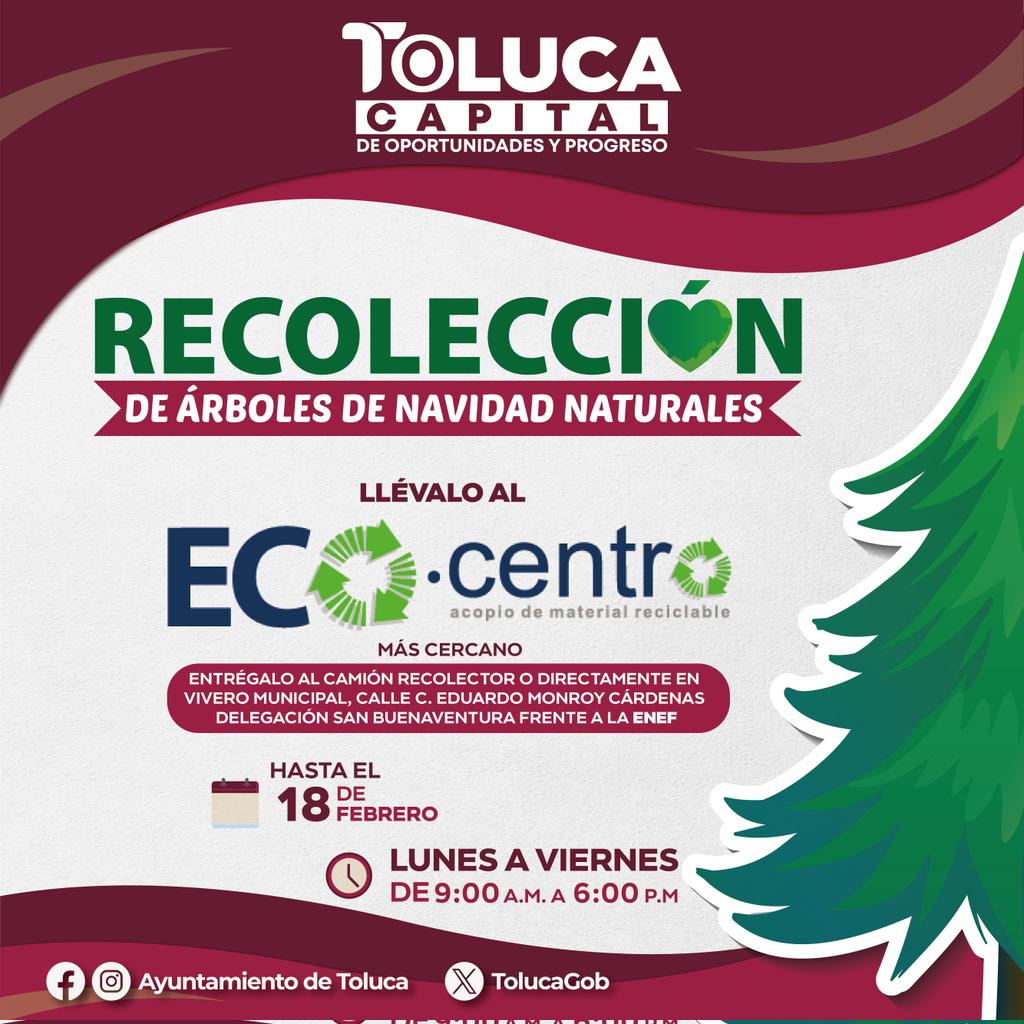 TolucaGob's tweet photo. ♻️🎄 ¡Aún estás a tiempo de traer tu árbol de Navidad NATURAL a reciclar! 🚛

📍🌲 Te esperamos en cualquiera de los #EcoCentros de nuestro equipo de la Dirección de @MedioAmbienteDi hasta el 18 de febrero. 🗓️📌 https://t.co/Z67jGMj9Ym