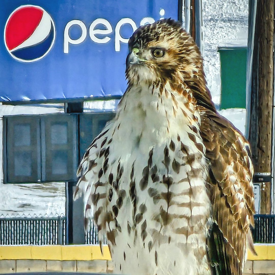 erie_seawolves's tweet image. Hawk: &quot;I&apos;m just here for the view.&quot;

You can be too! Book the UPMC Park Stadium Club for your next event or game day experience!

Learn more about the Stadium Club here: milb.com/erie/tickets/s…