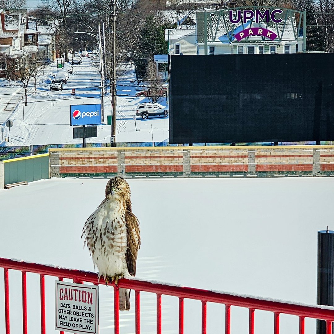 erie_seawolves's tweet image. Hawk: &quot;I&apos;m just here for the view.&quot;

You can be too! Book the UPMC Park Stadium Club for your next event or game day experience!

Learn more about the Stadium Club here: milb.com/erie/tickets/s…