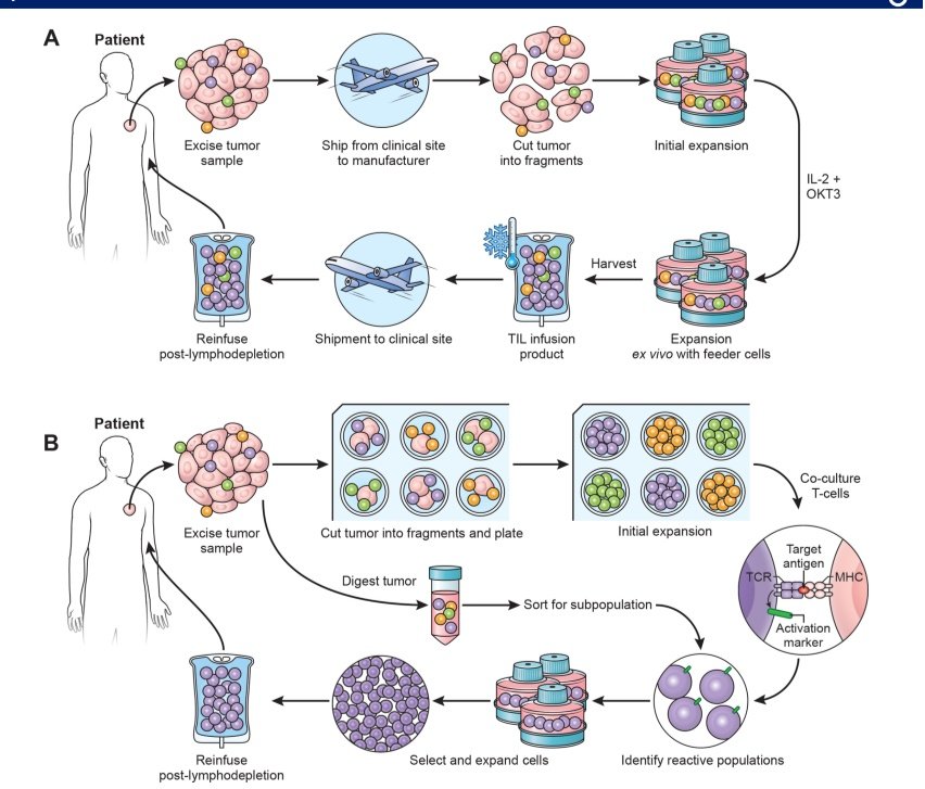 Marco Donia (@doniamarco) on Twitter photo The art of TIL therapy: Perspective from <a href="/sitcancer/">Society for Immunotherapy of Cancer</a>
👉Free access jitc.bmj.com/content/13/1/e… at <a href="/jitcancer/">Journal for ImmunoTherapy of Cancer</a> The art of TIL therapy: Perspective from <a href="/sitcancer/">Society for Immunotherapy of Cancer</a>
👉Free access jitc.bmj.com/content/13/1/e… at <a href="/jitcancer/">Journal for ImmunoTherapy of Cancer</a>