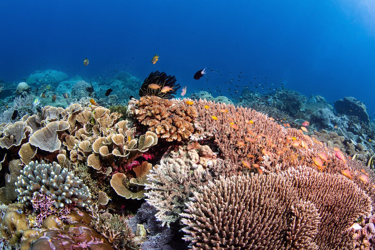 90% of coral reefs face collapse by 2050.

At #WEF25, <a href="/karen_sack/">Karen Sack</a> &amp; <a href="/Pradeep0872/">Pradeep Kurukulasuriya</a> are spotlighting coral reefs as the ultimate climate investment—$9.9T in annual value.

Learn how we mitigate risks &amp; create favourable market conditions #forcoral investment: bit.ly/WEFUNCDF